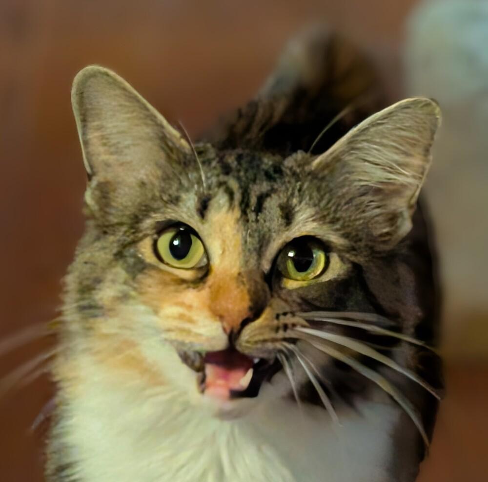 Momma Rainbow, Adoptable, Young Female American Bobtail & Domestic Medium Hair.