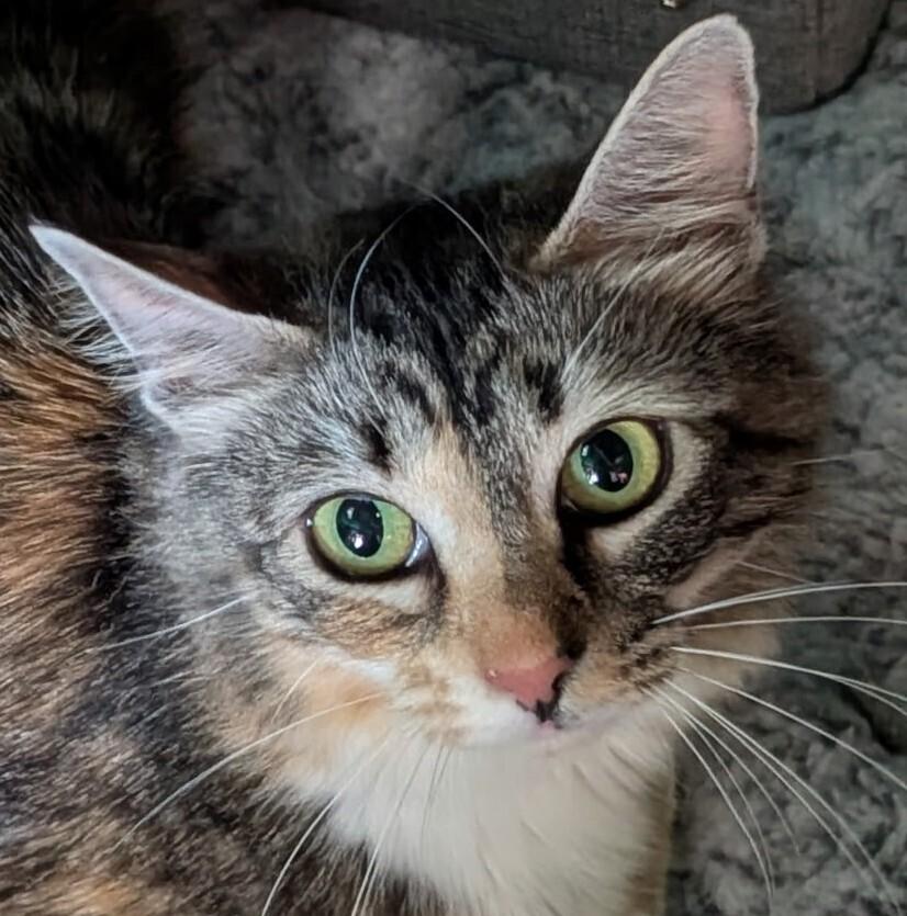 Enlarge Momma Rainbow, a Adoptable mixed breed in Statesville, NC image 1/1