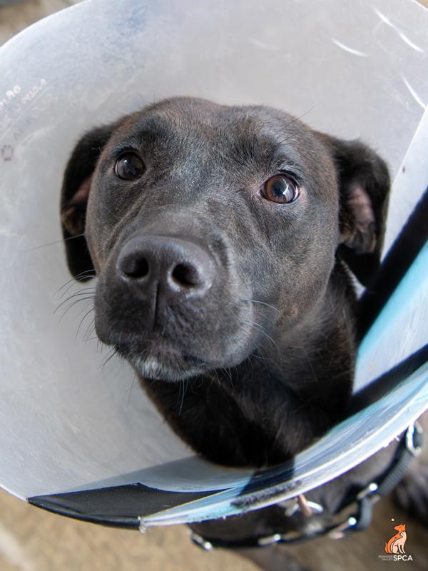 Enlarge Carp, a Adoptable mixed breed in Roanoke, VA image 1/1
