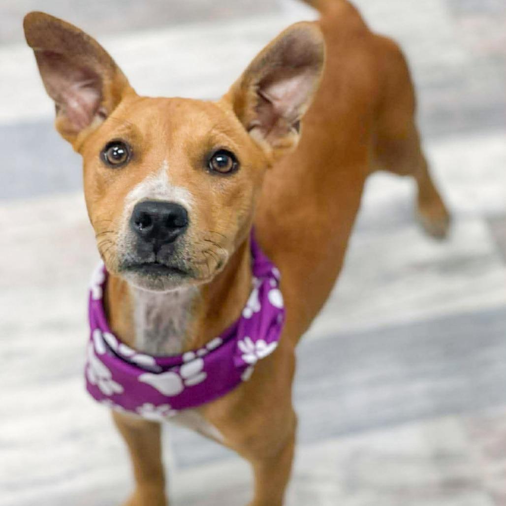 Leftie, Adoptable, Puppy Female Pit Bull Terrier.