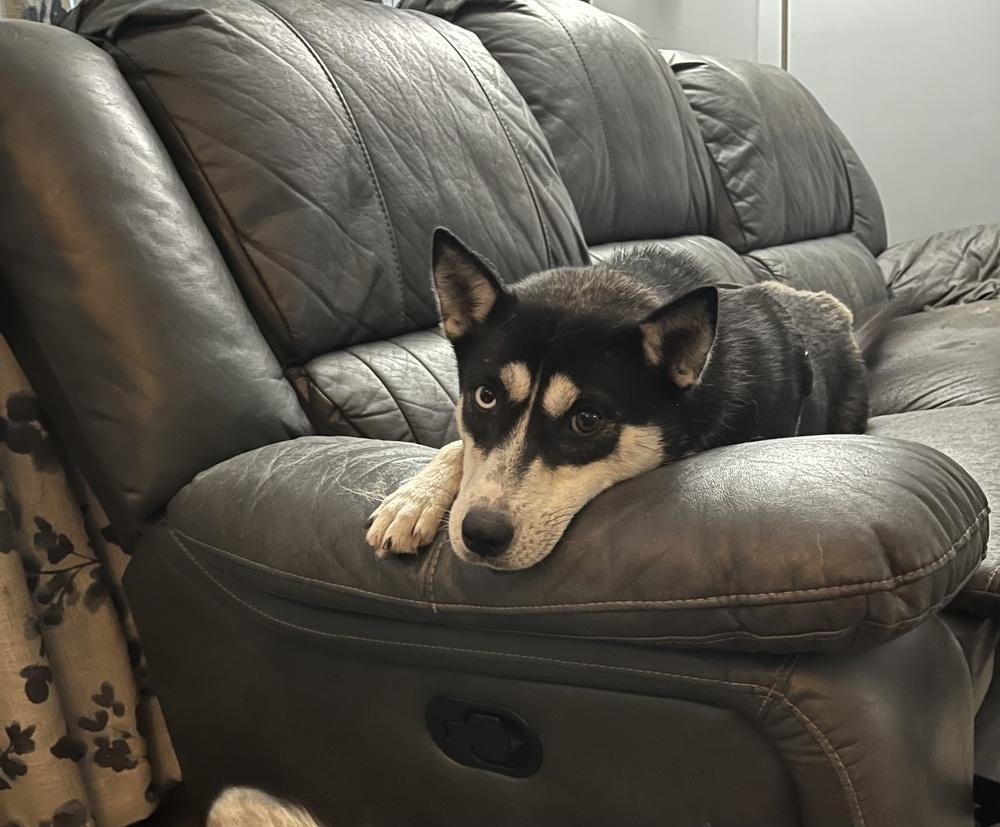 Georgia, Adoptable, Young Female Husky & Pomeranian.
