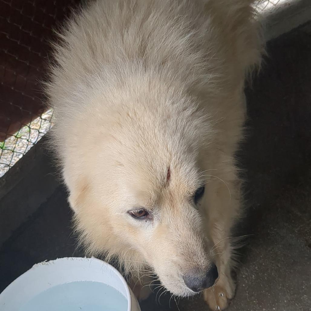 Wyatt, Adoptable, Adult Male Great Pyrenees.