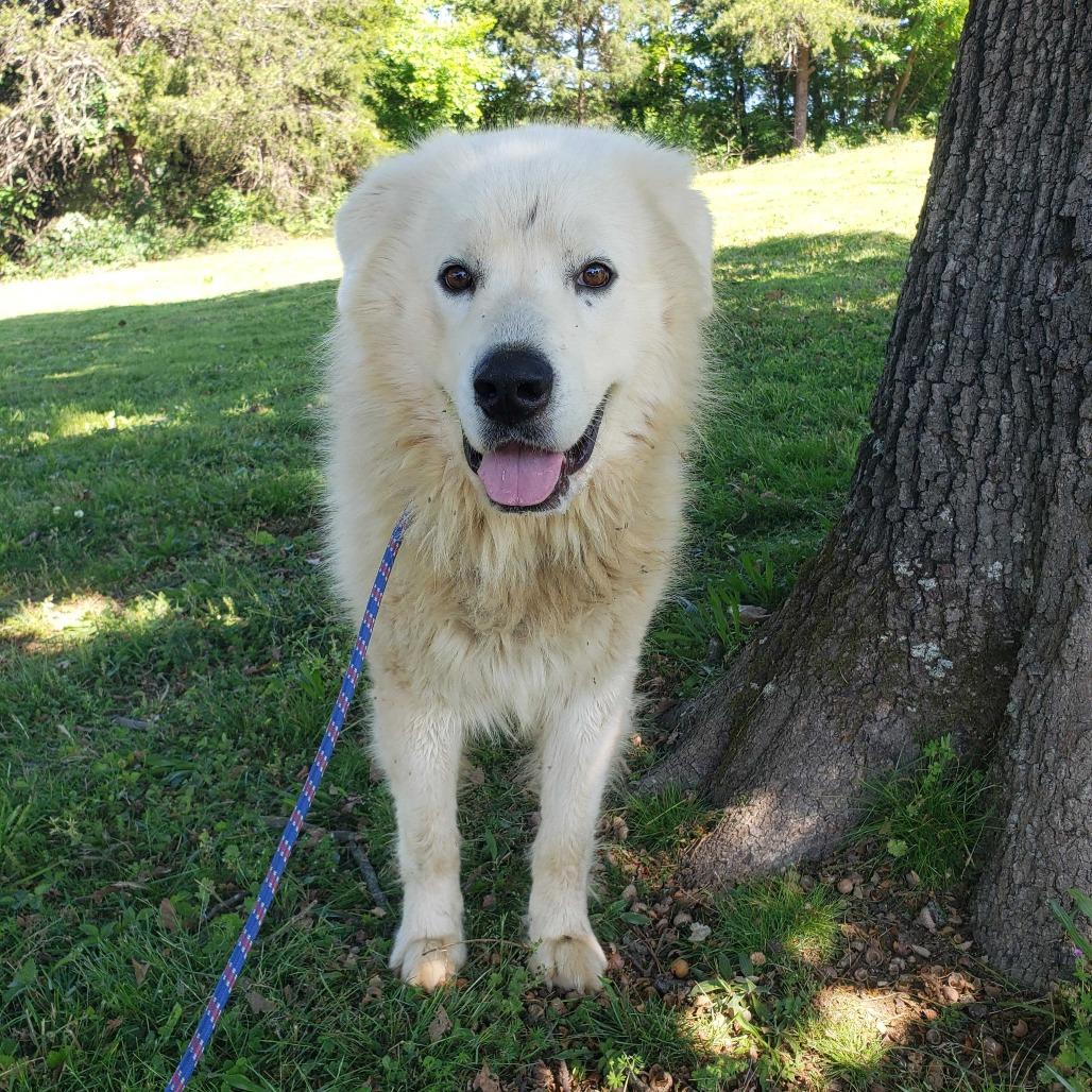 Enlarge Wyatt, a Adoptable Great Pyrenees in Jefferson city, TN image 2/2