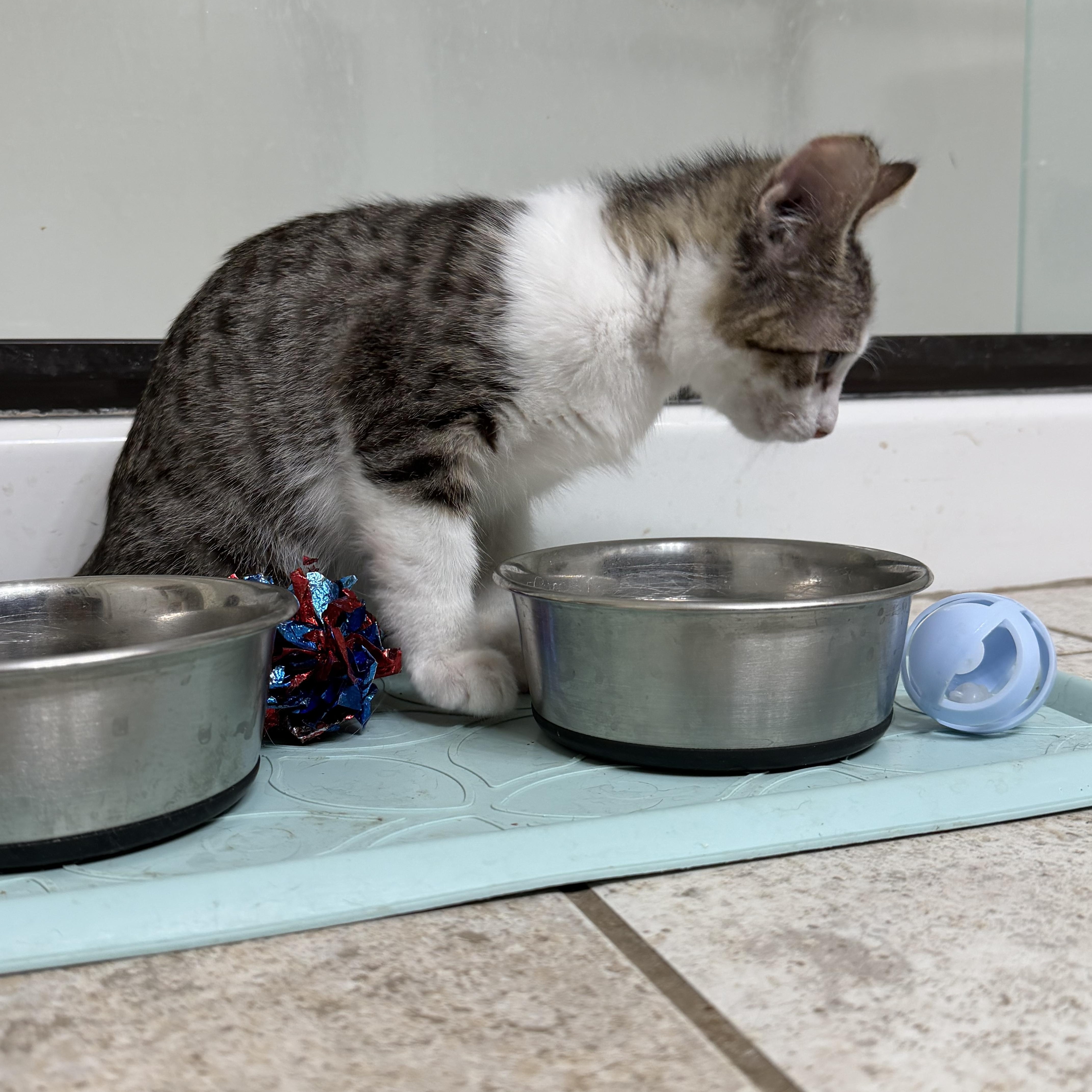 Enlarge Russell, a Adoptable Tabby in Pasco, WA image 5/6