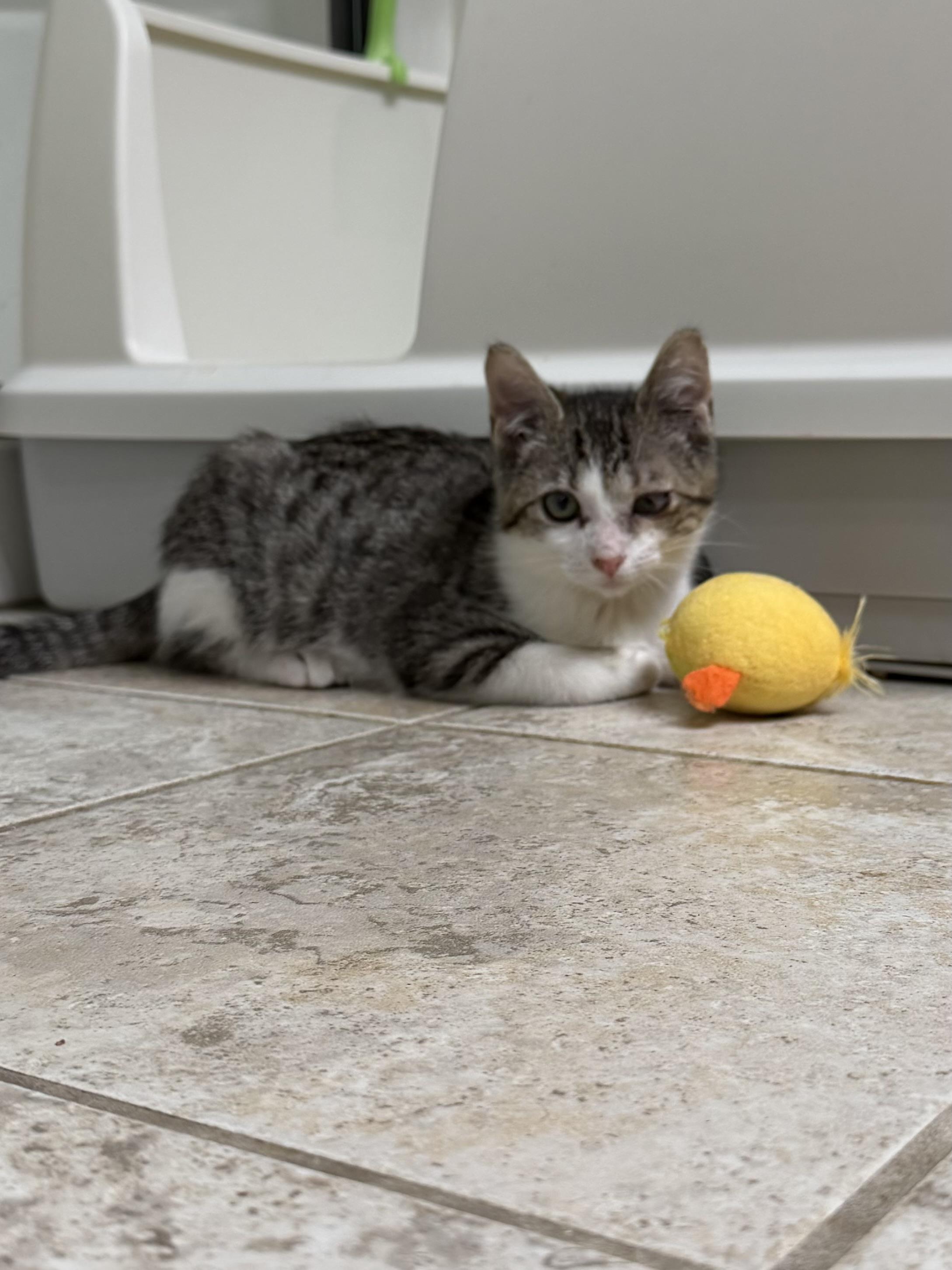Enlarge Russell, a Adoptable Tabby in Pasco, WA image 4/6