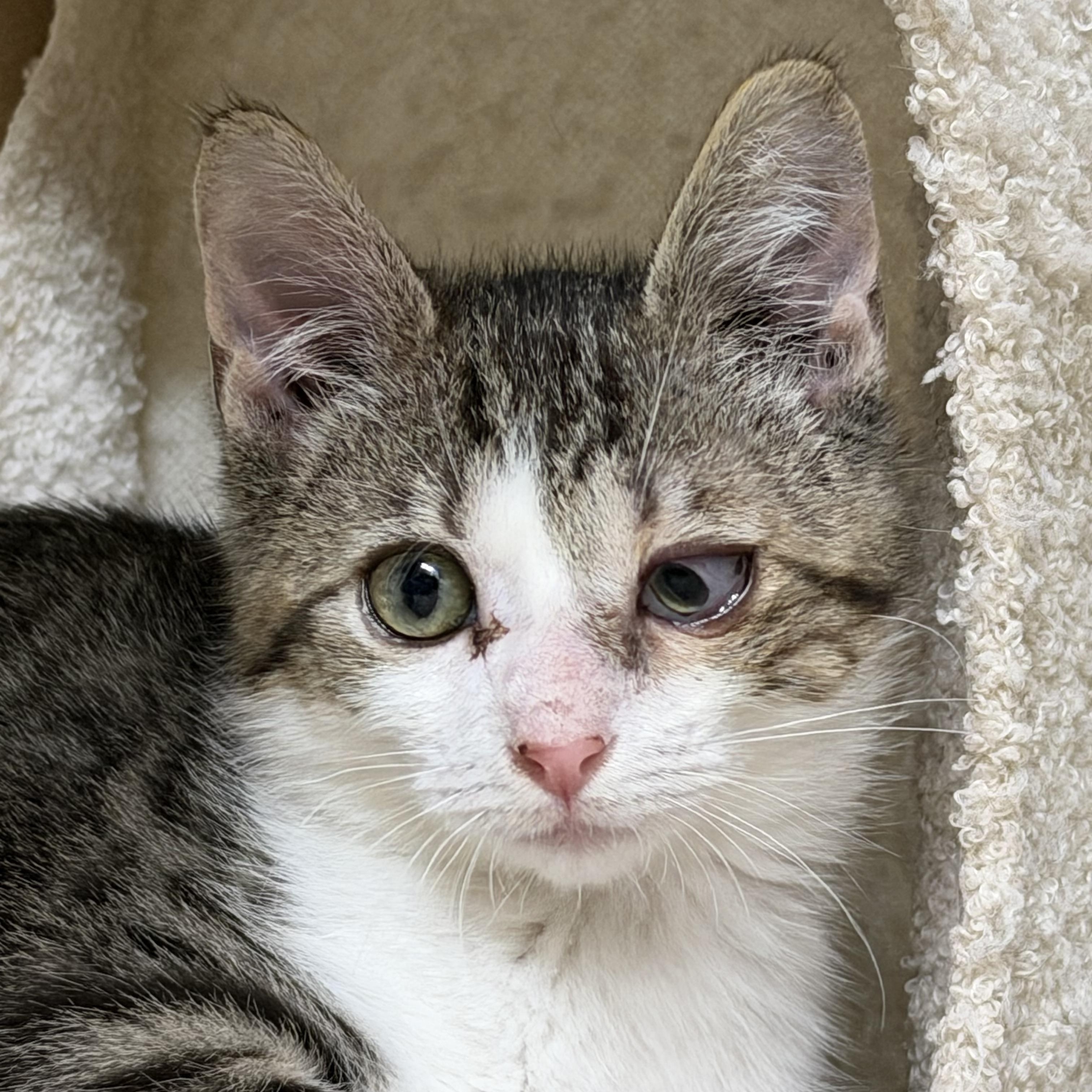 Enlarge Russell, a Adoptable Tabby in Pasco, WA image 6/6
