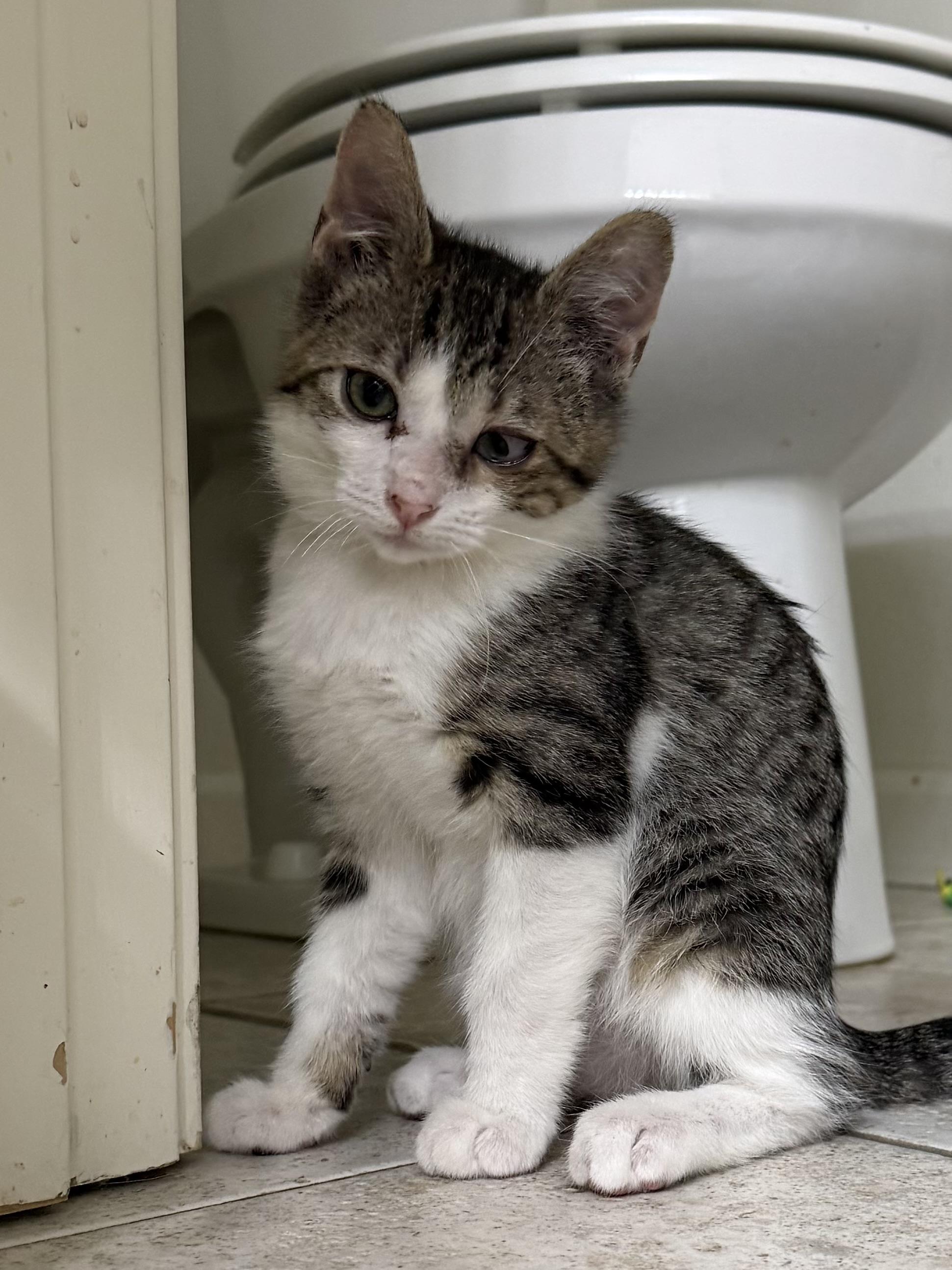 Enlarge Russell, a Adoptable Tabby in Pasco, WA image 3/6