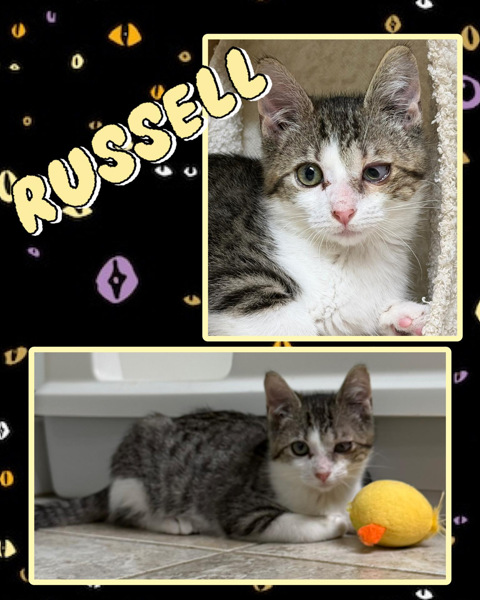 Enlarge Russell, a Adoptable Tabby in Pasco, WA image 1/6