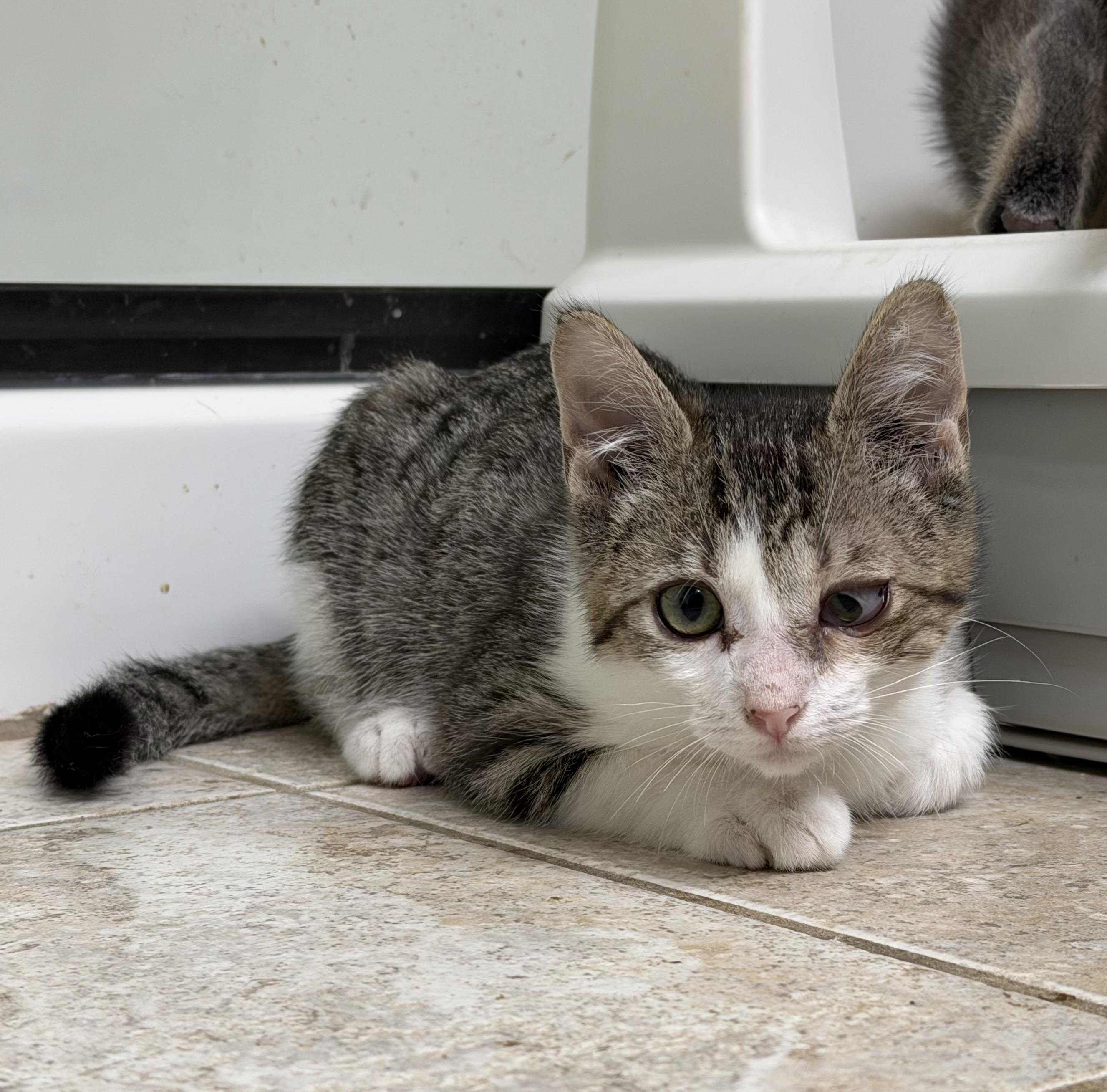 Enlarge Russell, a Adoptable Tabby in Pasco, WA image 2/6