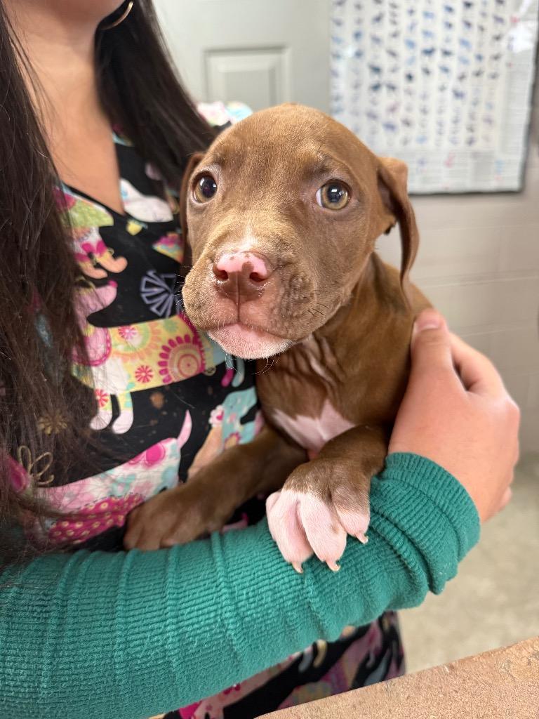 Scar, Adoptable, Puppy Female Boxer & Pit Bull Terrier.