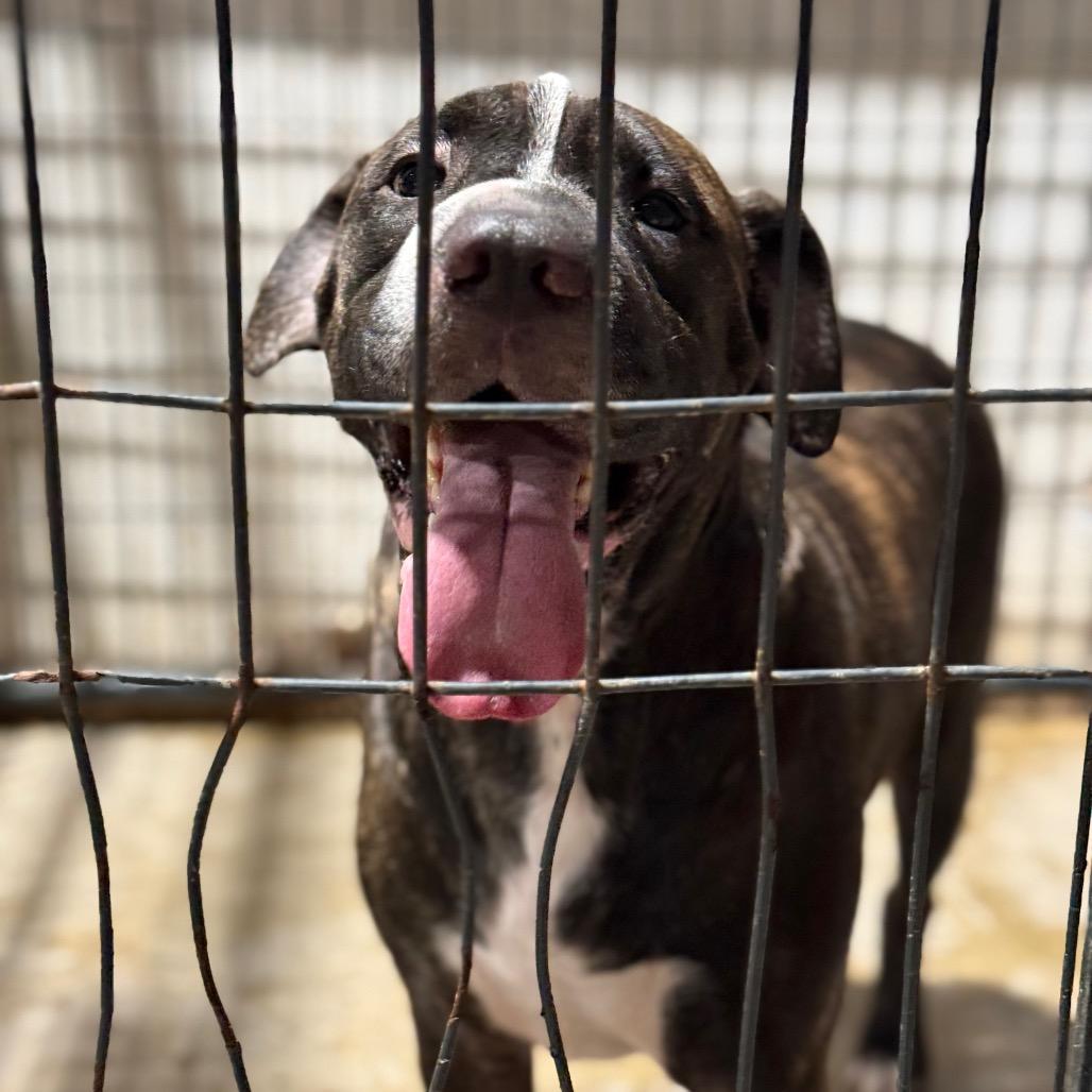Milo, Adoptable, Adult Male Pit Bull Terrier & Shar-Pei.
