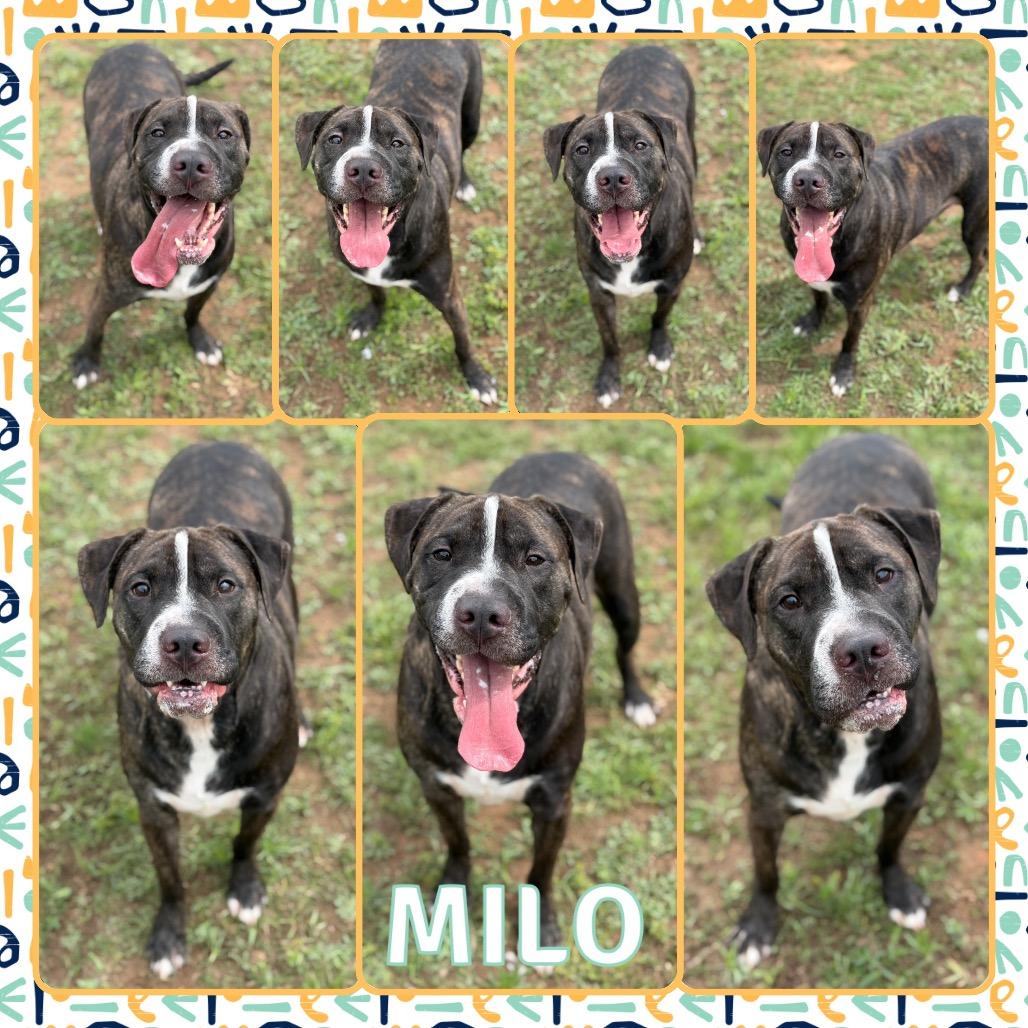 Enlarge Milo, a Adoptable mixed breed in Fort Smith, AR image 2/2