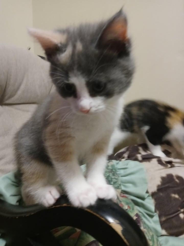 Sarafina, Adopted, Kitten Female Domestic Short Hair.