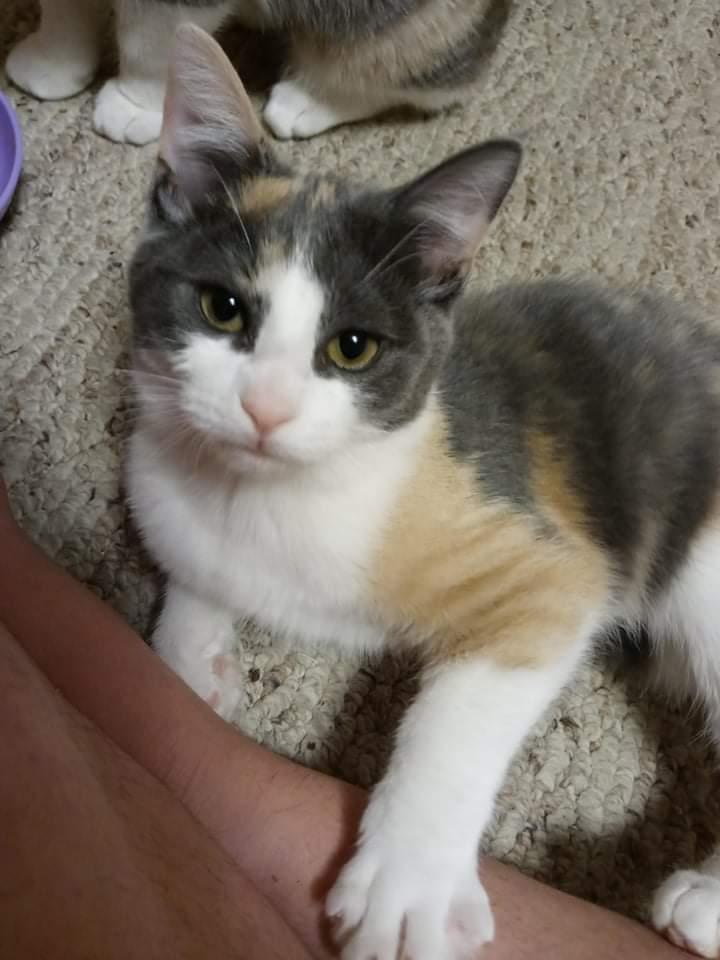 Enlarge Sarafina, a Adopted Domestic Short Hair in Lewistown, PA image 2/3