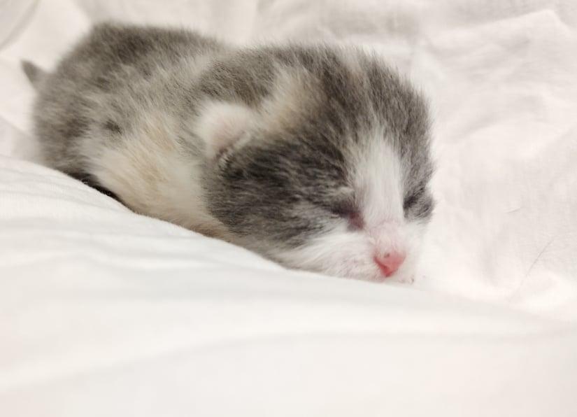 Enlarge Sarafina, a Adopted Domestic Short Hair in Lewistown, PA image 3/3