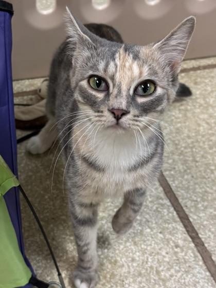 Symphony $25, Adoptable, Young Female Domestic Short Hair & Domestic Short Hair.