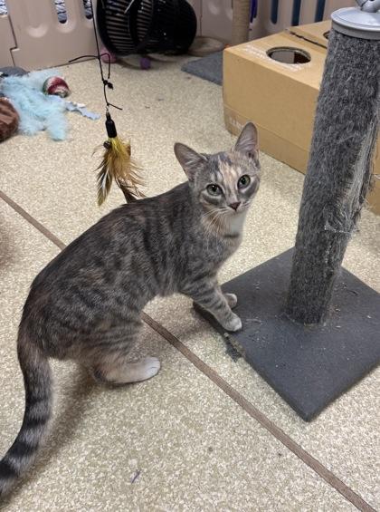 Enlarge Symphony $25, a Adoptable mixed breed in Seneca, SC image 2/3