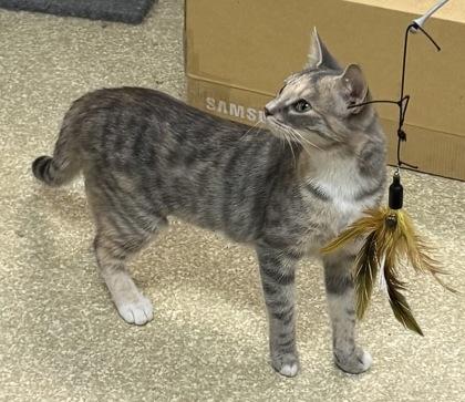 Enlarge Symphony $25, a Adoptable mixed breed in Seneca, SC image 3/3
