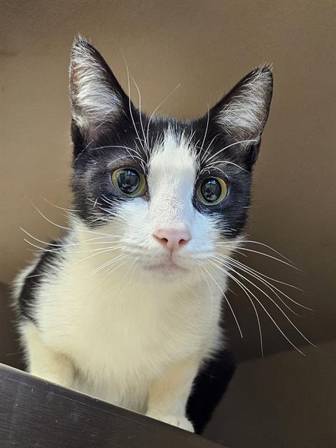 Enlarge SABINE, a Adoptable Domestic Short Hair in Clyde, NC image 1/1