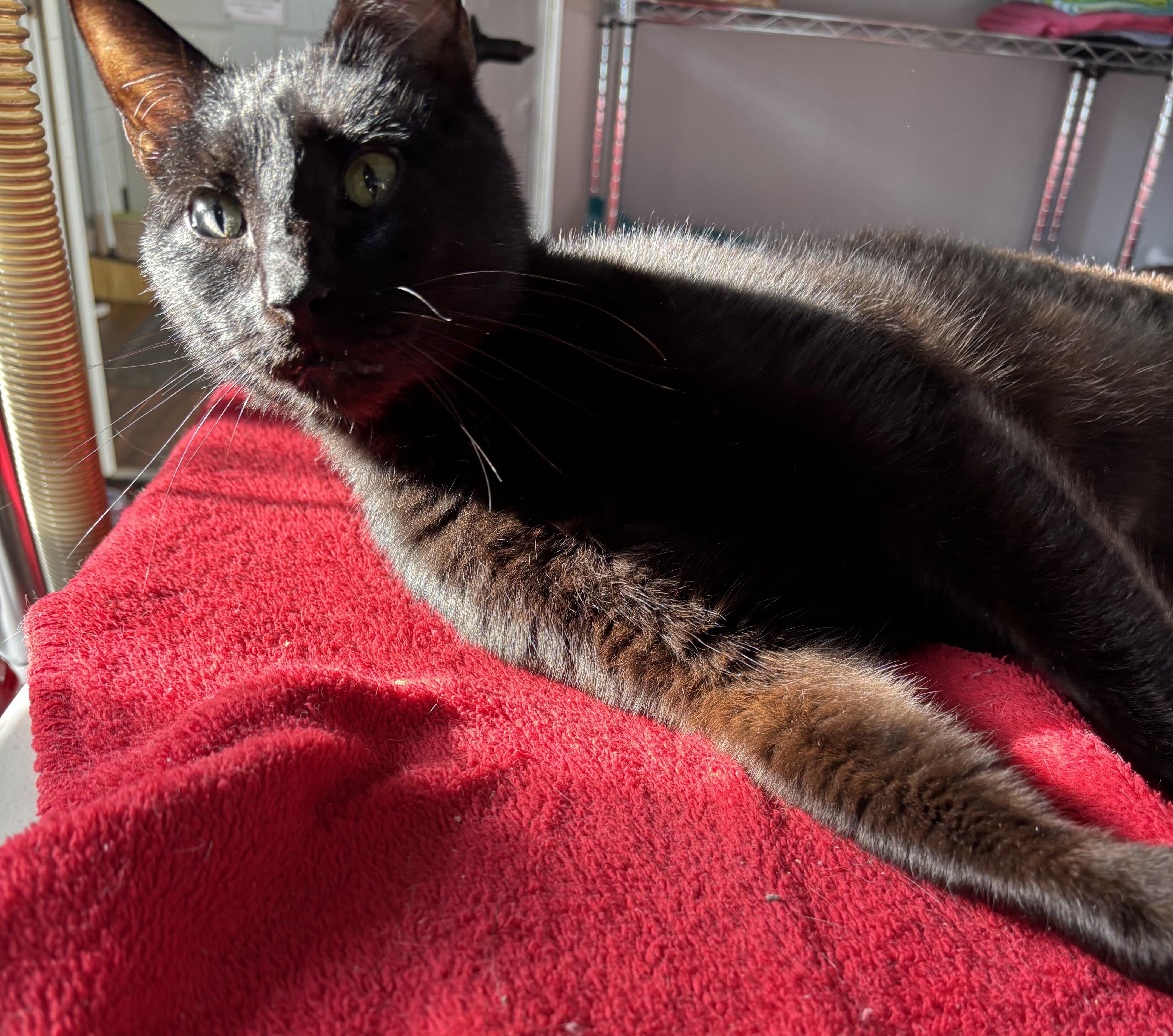 Enlarge Goodfella, a Adoptable Domestic Short Hair in Tillamook, OR image 5/6