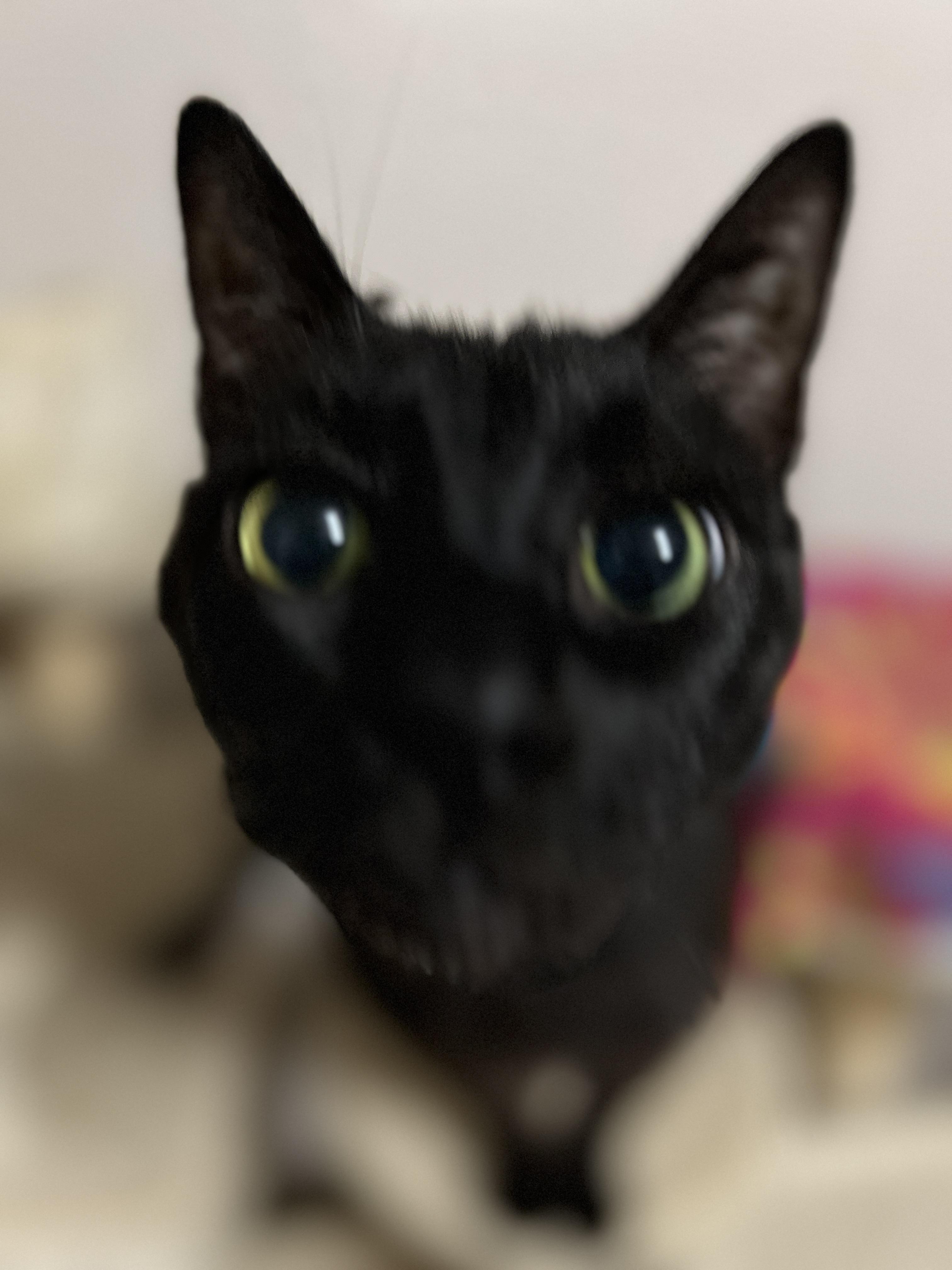 Enlarge Goodfella, a Adoptable Domestic Short Hair in Tillamook, OR image 2/6