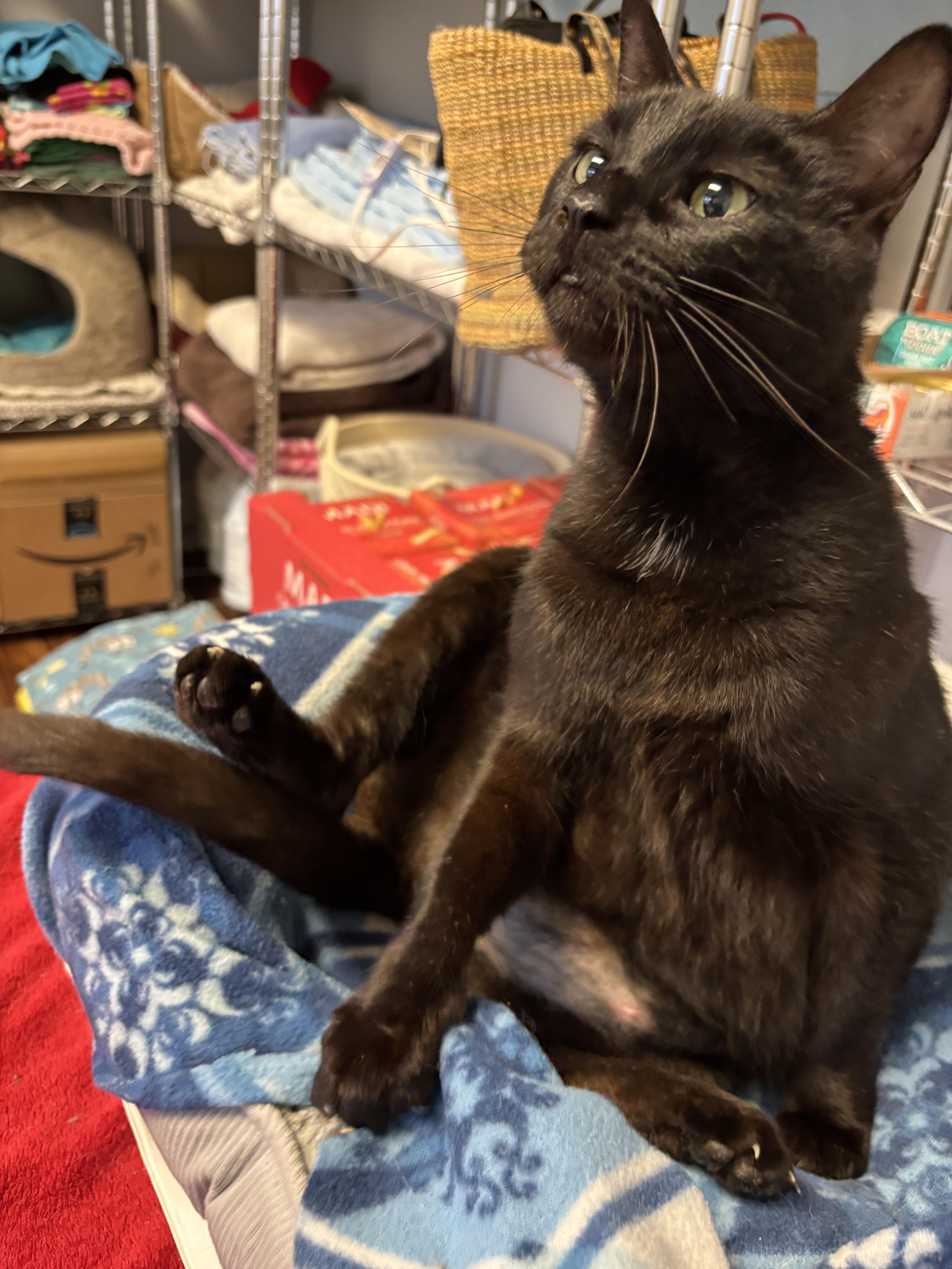 Enlarge Goodfella, a Adoptable Domestic Short Hair in Tillamook, OR image 4/6