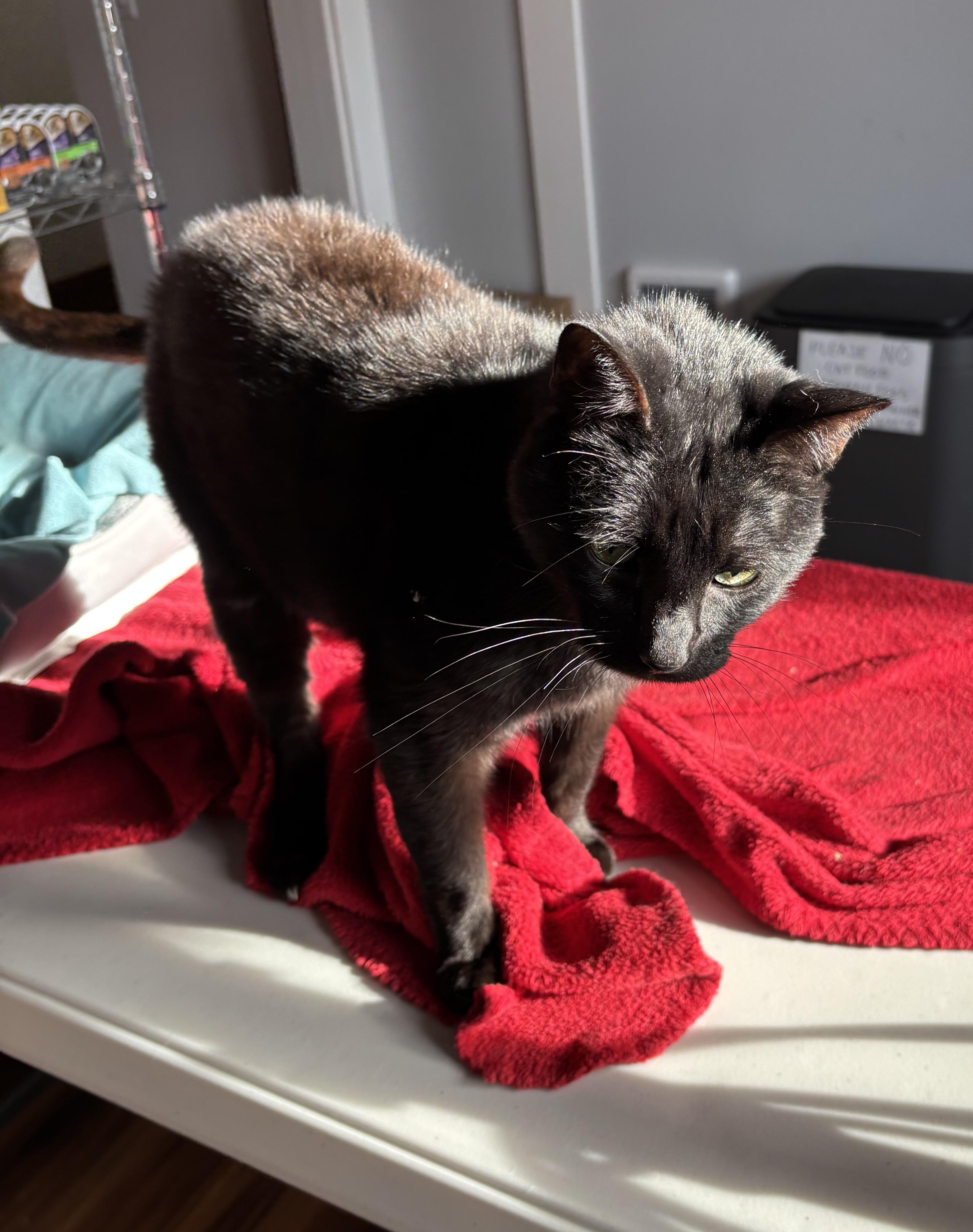 Enlarge Goodfella, a Adoptable Domestic Short Hair in Tillamook, OR image 3/6