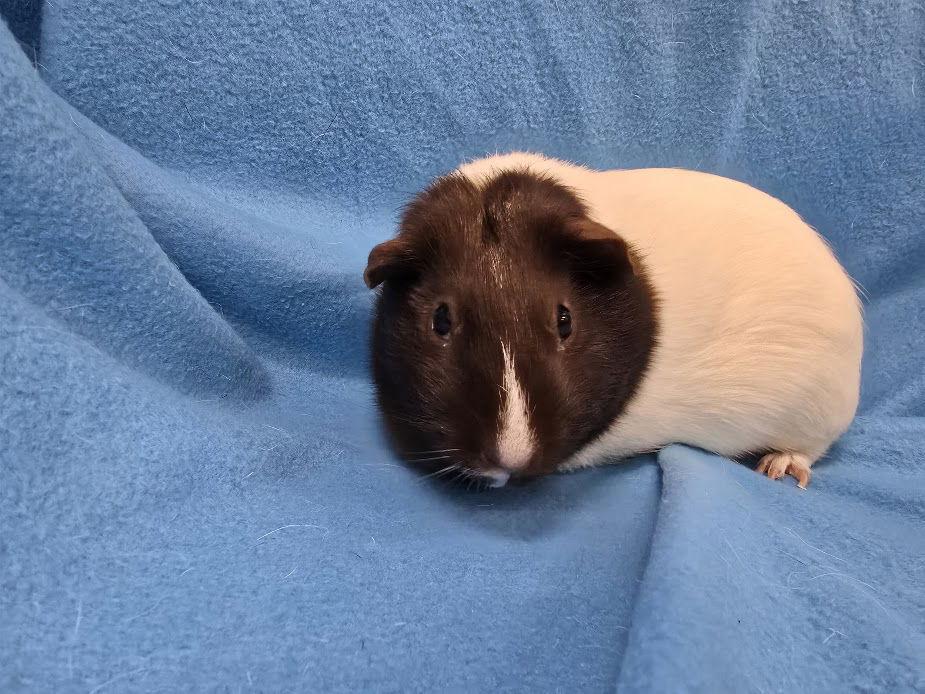 Louise & Jaxon, a Adoptable Guinea Pig in Baton Rouge, LA image 1/3