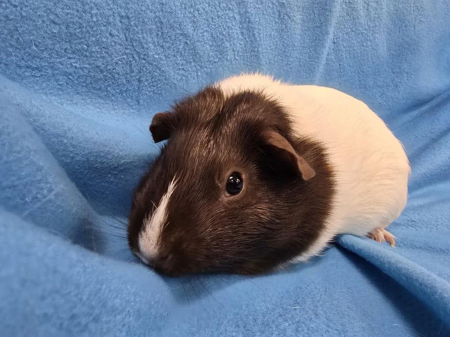 Louise & Jaxon, a Adoptable Guinea Pig in Baton Rouge, LA image 2/3
