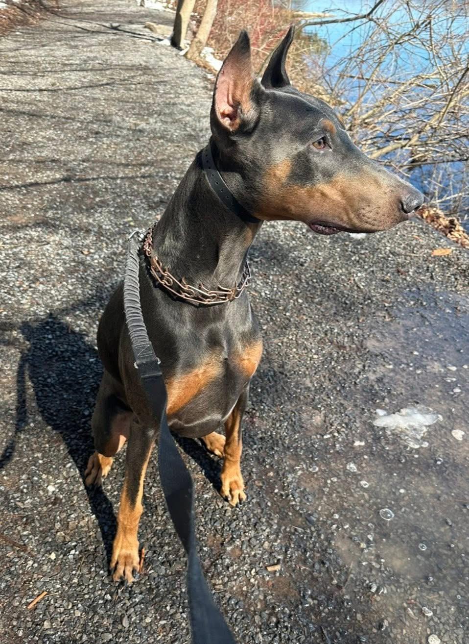 Axel, an adopted Doberman Pinscher in Jamesville, NY image 3/4