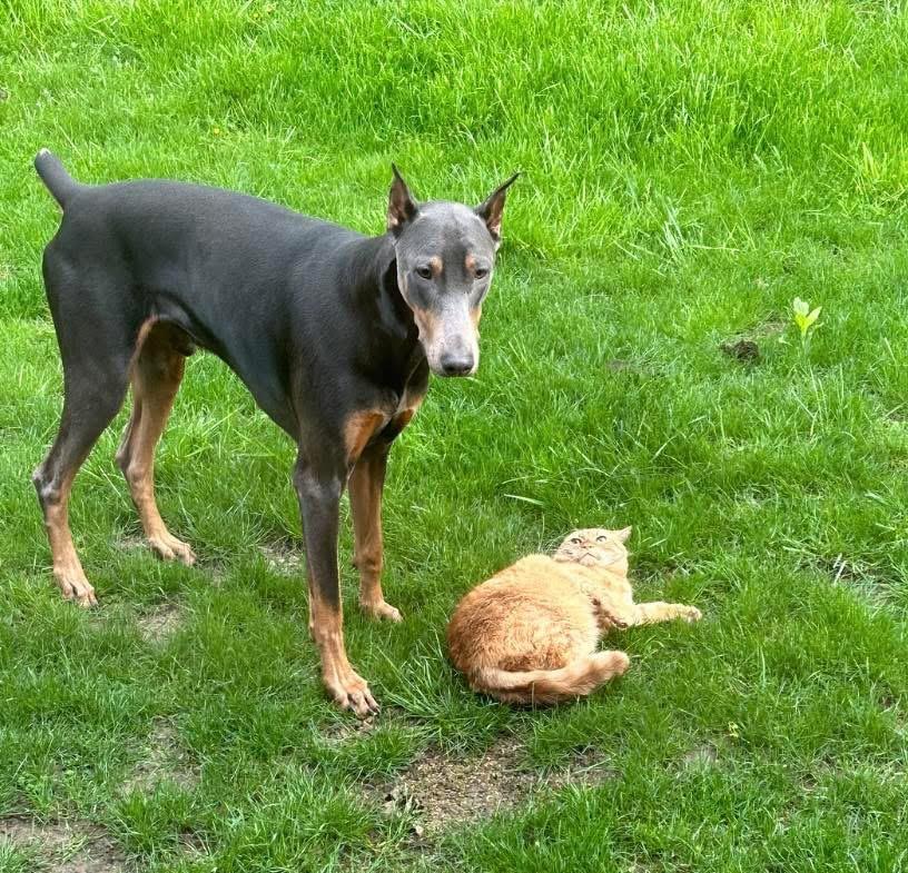 Axel, an adopted Doberman Pinscher in Jamesville, NY image 4/4