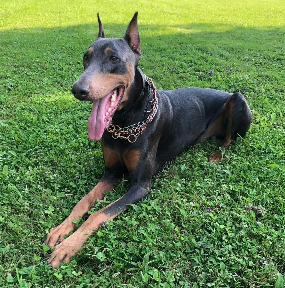 Axel, an adopted Doberman Pinscher in Jamesville, NY image 1/4