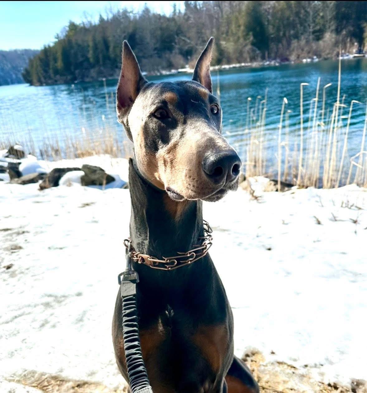 Axel, an adopted Doberman Pinscher in Jamesville, NY image 2/4