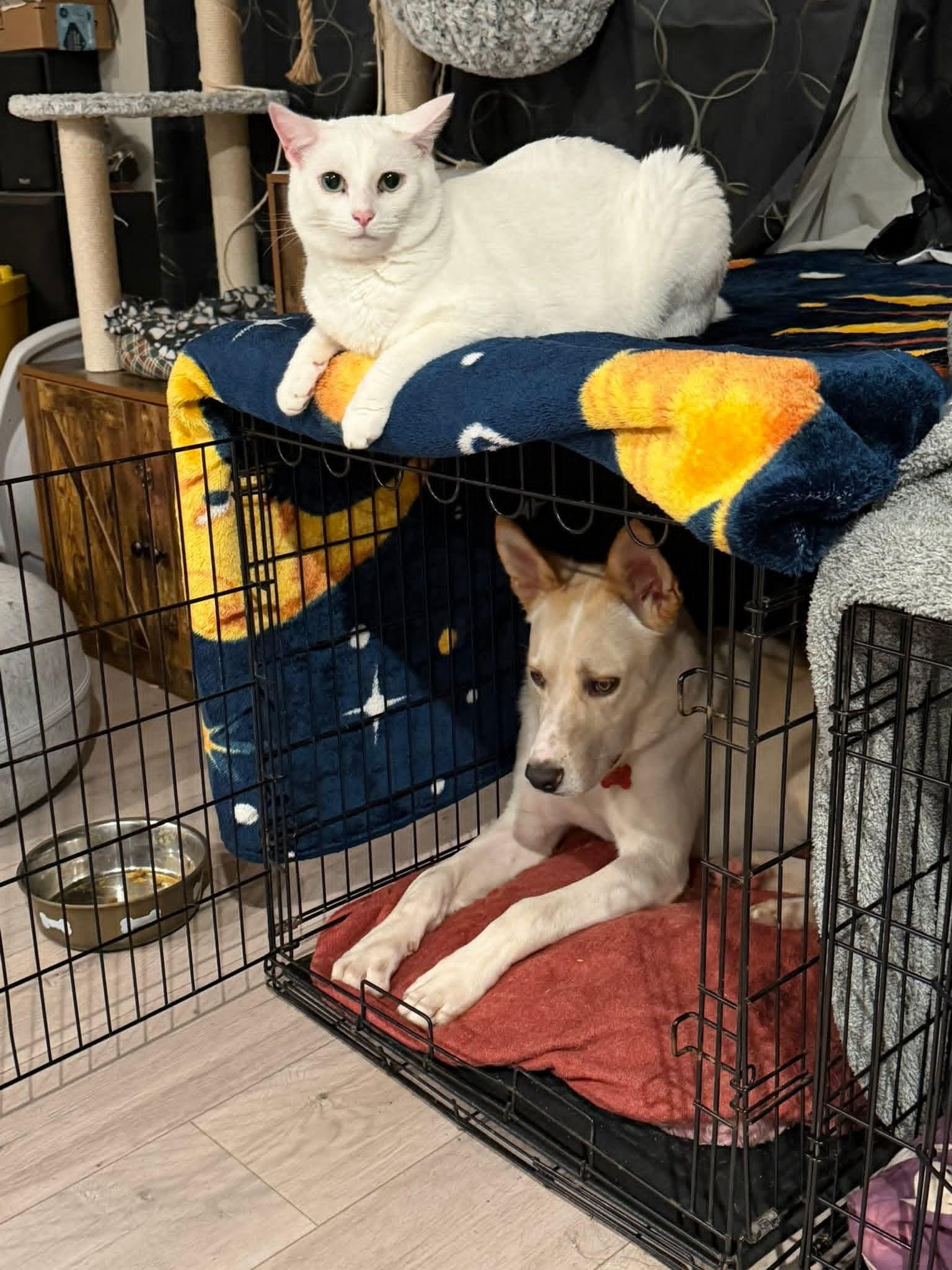 26Tioga, a ADOPTABLE mixed breed in Shingle Springs, CA image 4/6