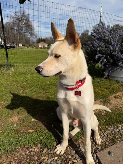 26Tioga, a ADOPTABLE mixed breed in Shingle Springs, CA image 3/6