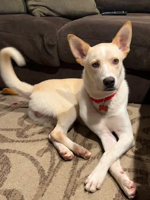 26Tioga, a ADOPTABLE mixed breed in Shingle Springs, CA image 1/6