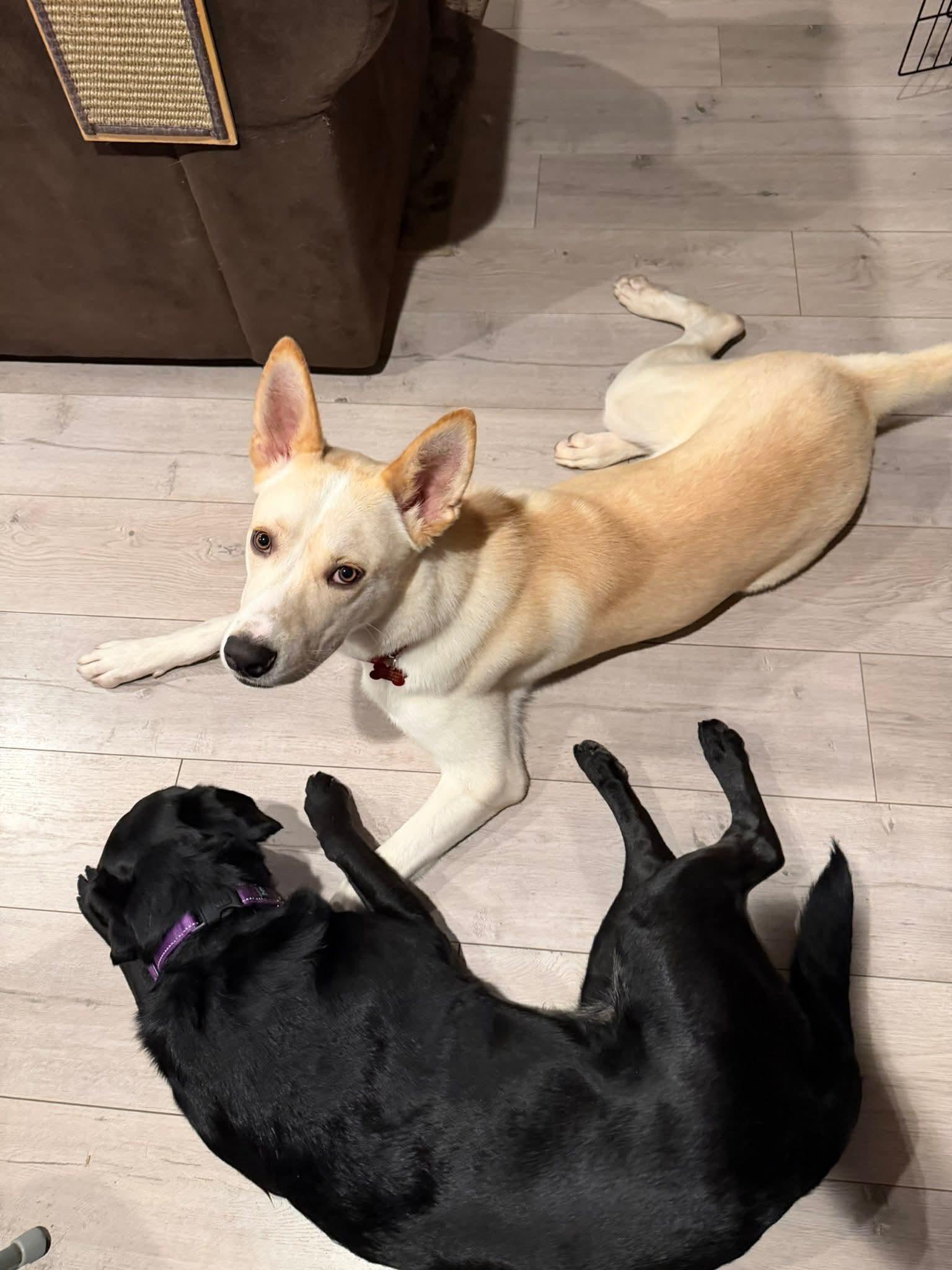 26Tioga, a ADOPTABLE mixed breed in Shingle Springs, CA image 2/6