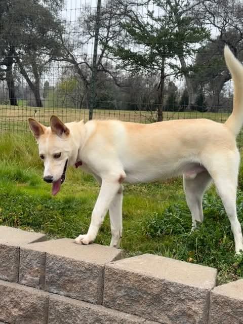 26Tioga, a ADOPTABLE mixed breed in Shingle Springs, CA image 5/6