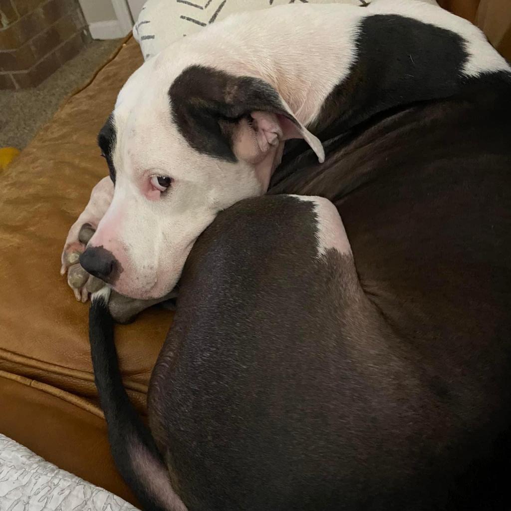 Murphy, Adoptable, Adult Male Mixed Breed.