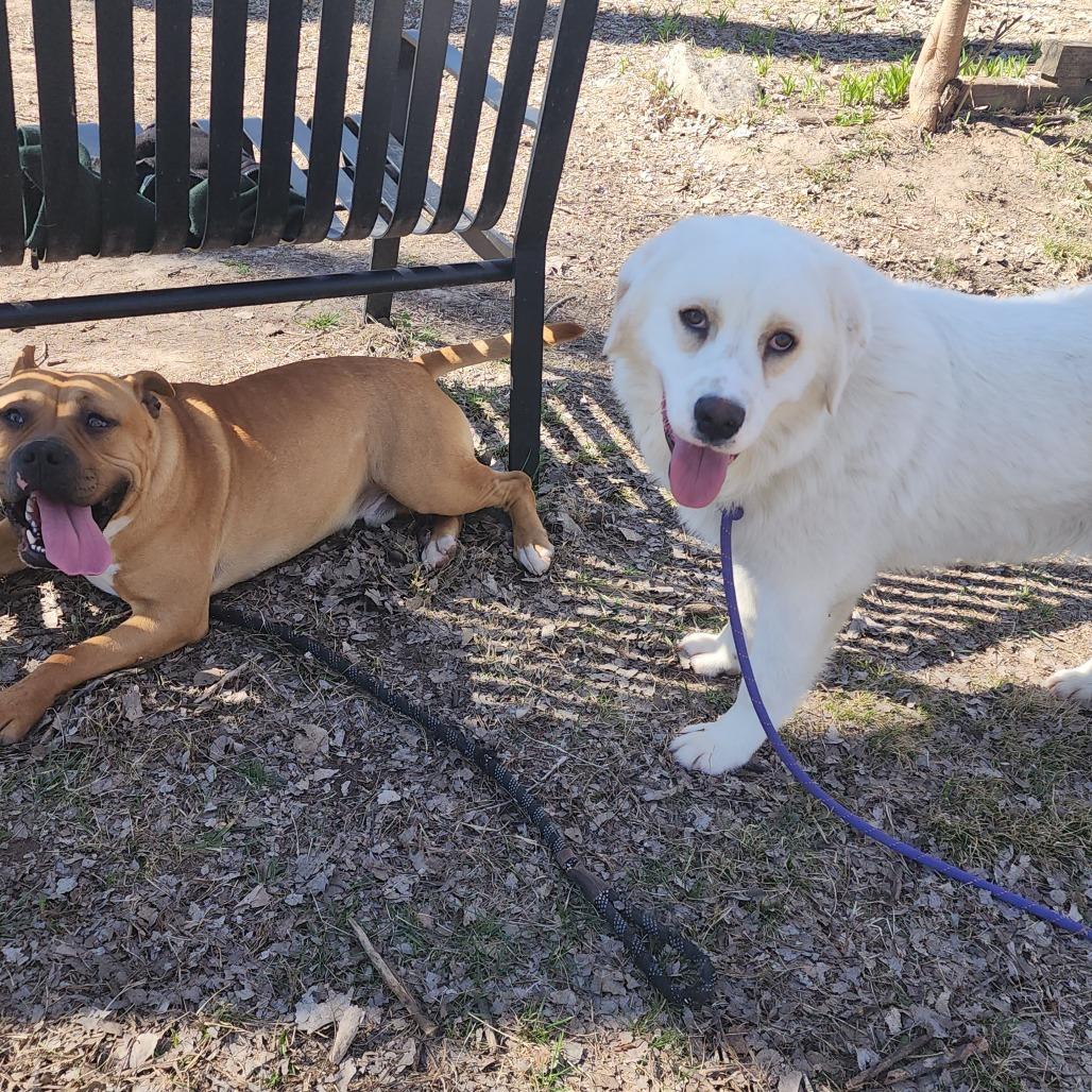 Ace, Adoptable, Young Male Anatolian Shepherd & Great Pyrenees.