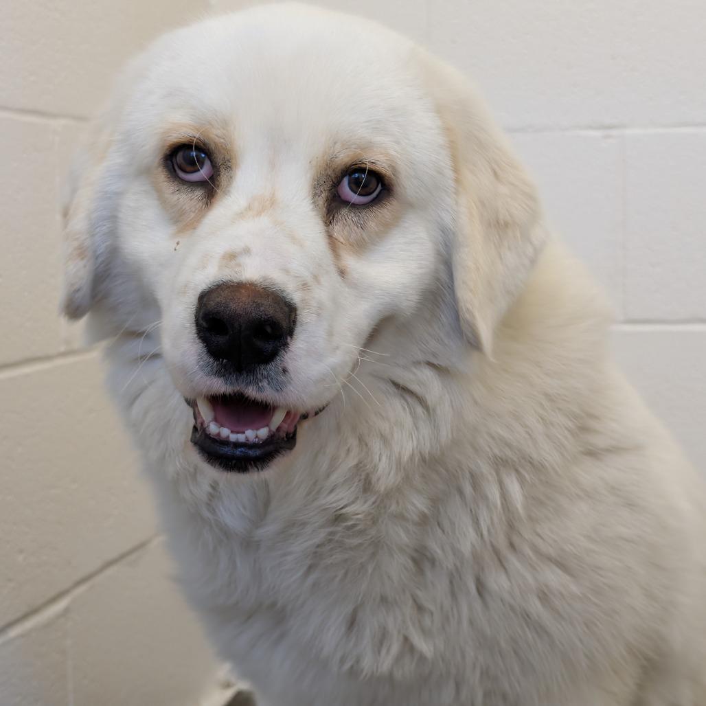 Enlarge Ace, a Adoptable mixed breed in Manhattan, KS image 2/5