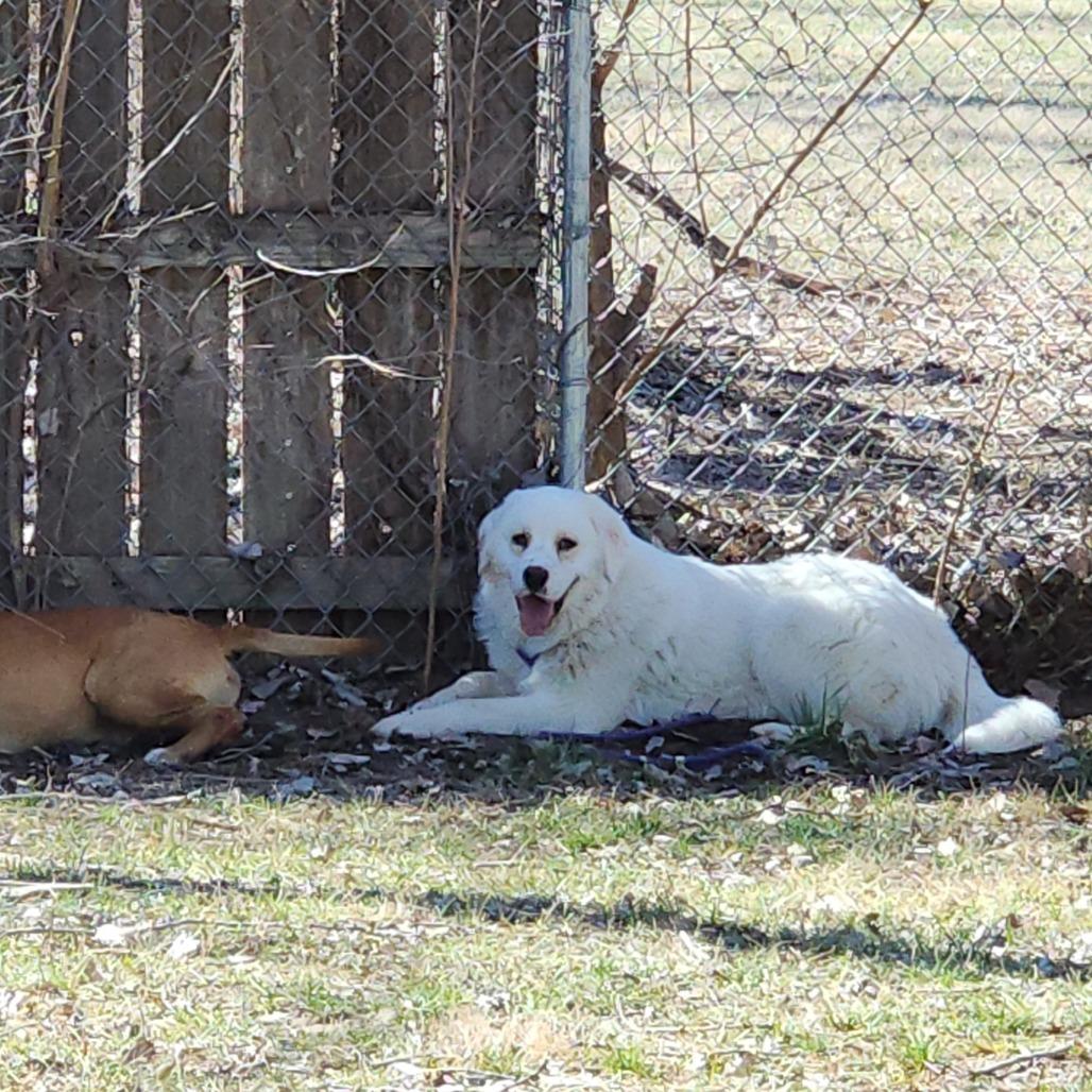 Enlarge Ace, a Adoptable mixed breed in Manhattan, KS image 3/5