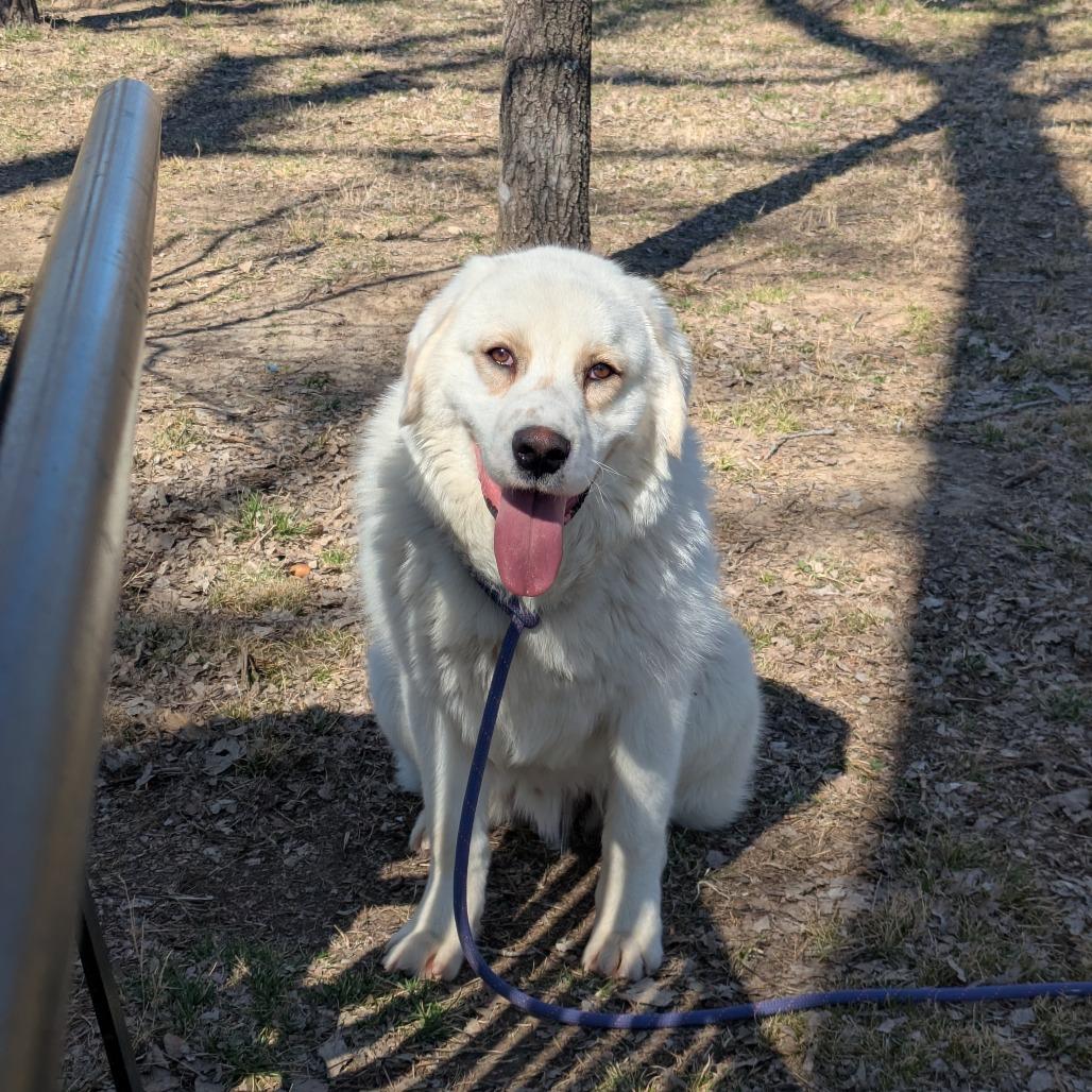Enlarge Ace, a Adoptable mixed breed in Manhattan, KS image 4/5