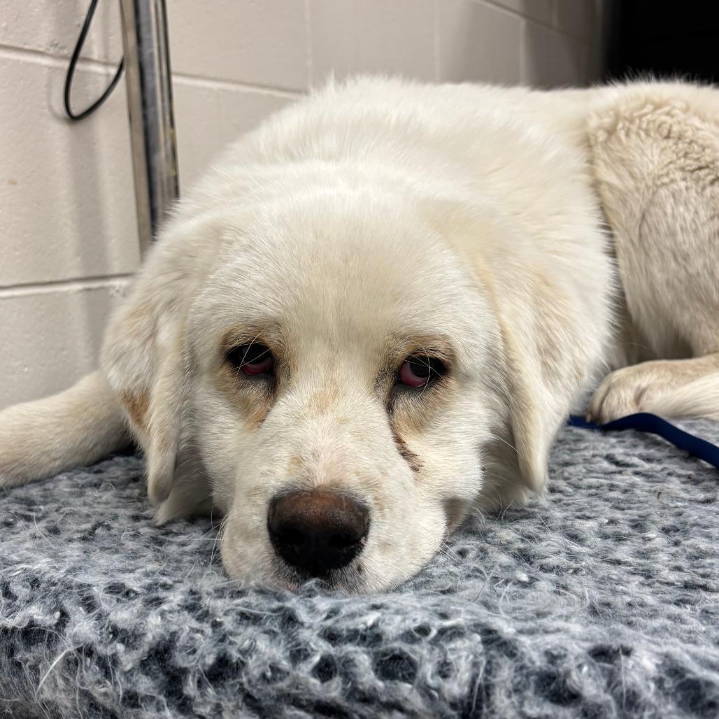 Enlarge Ace, a Adoptable mixed breed in Manhattan, KS image 5/5