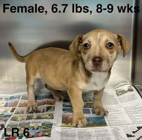 Rosaline, Adopted, Puppy Female Dachshund & Chihuahua.