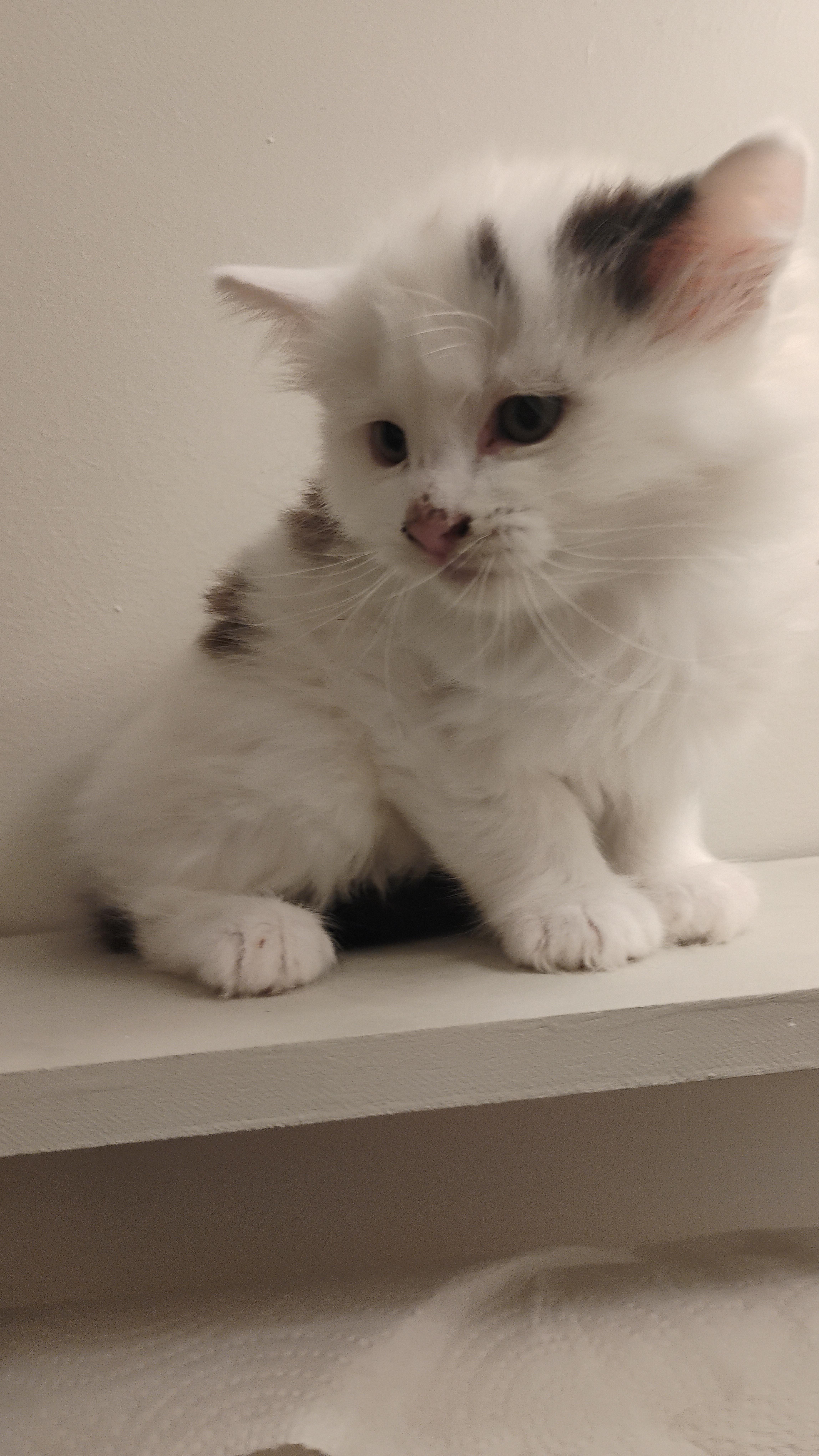 Spot