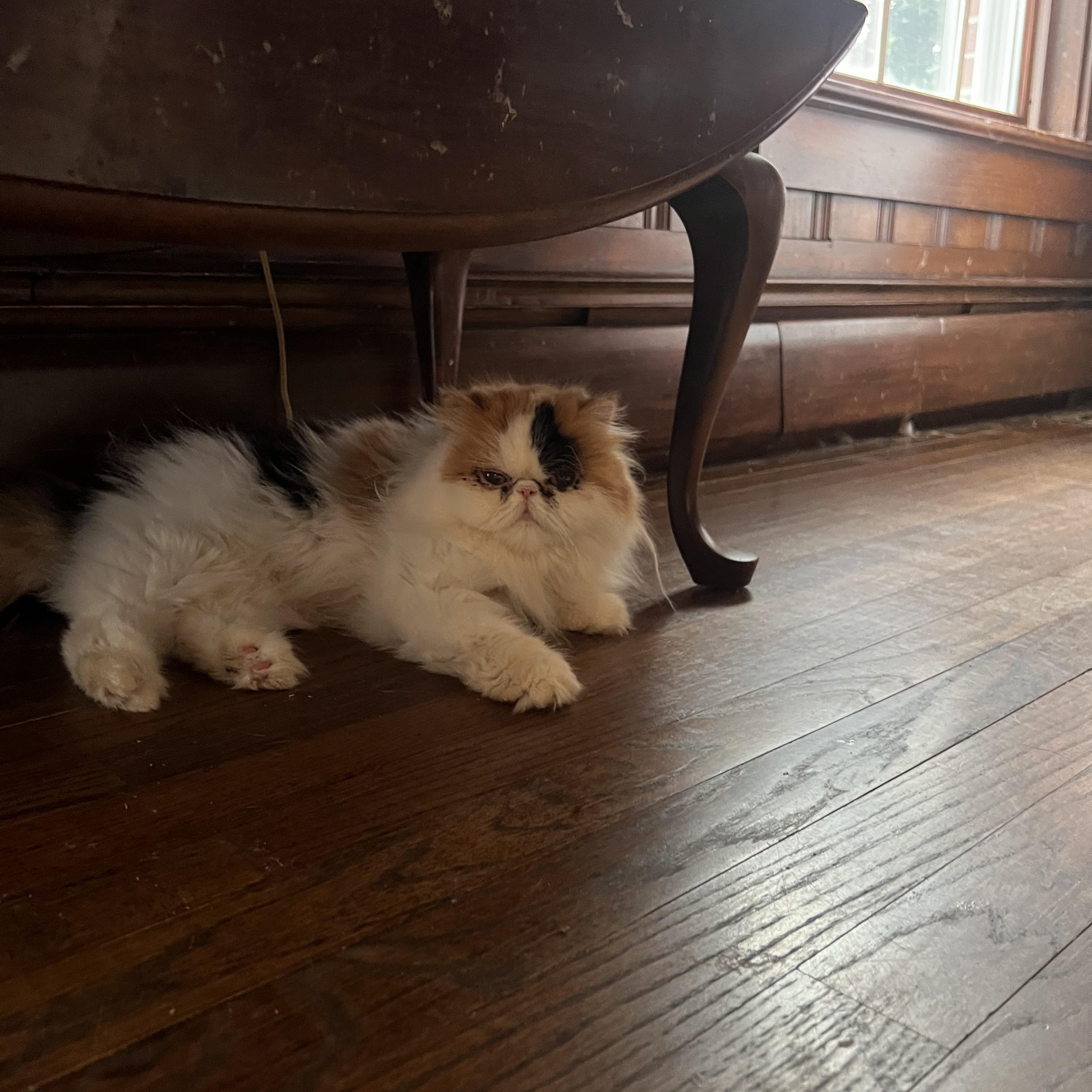 Qunsha & Miki thumbnail 3