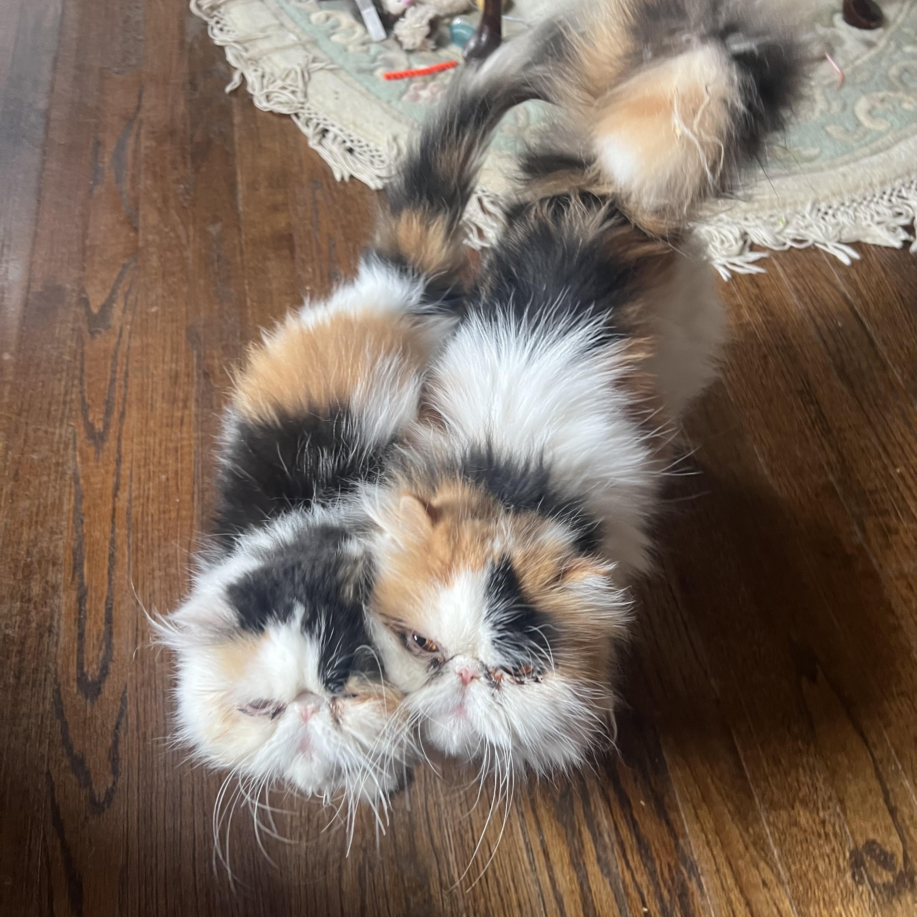 Qunsha & Miki thumbnail 4