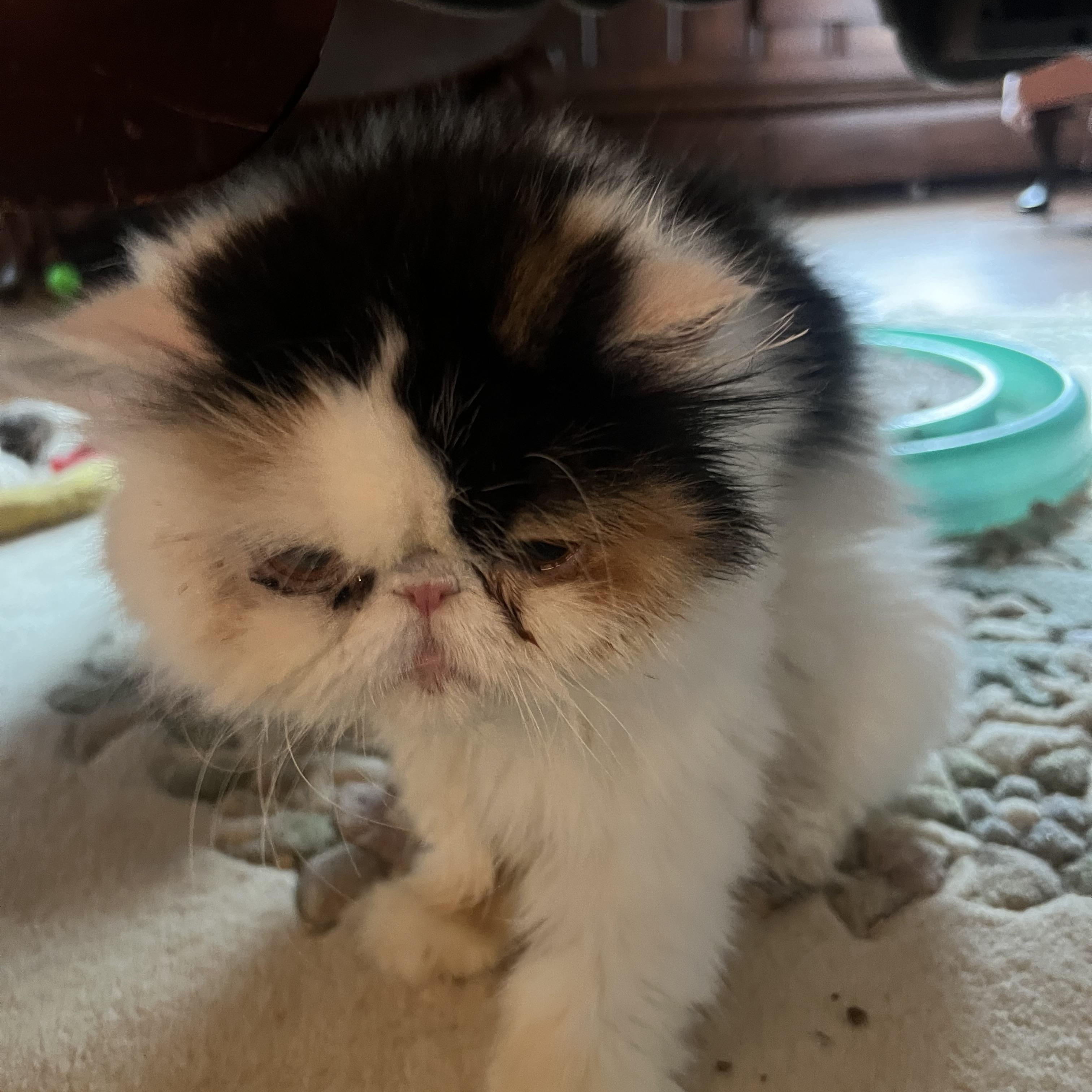 Qunsha & Miki thumbnail 5