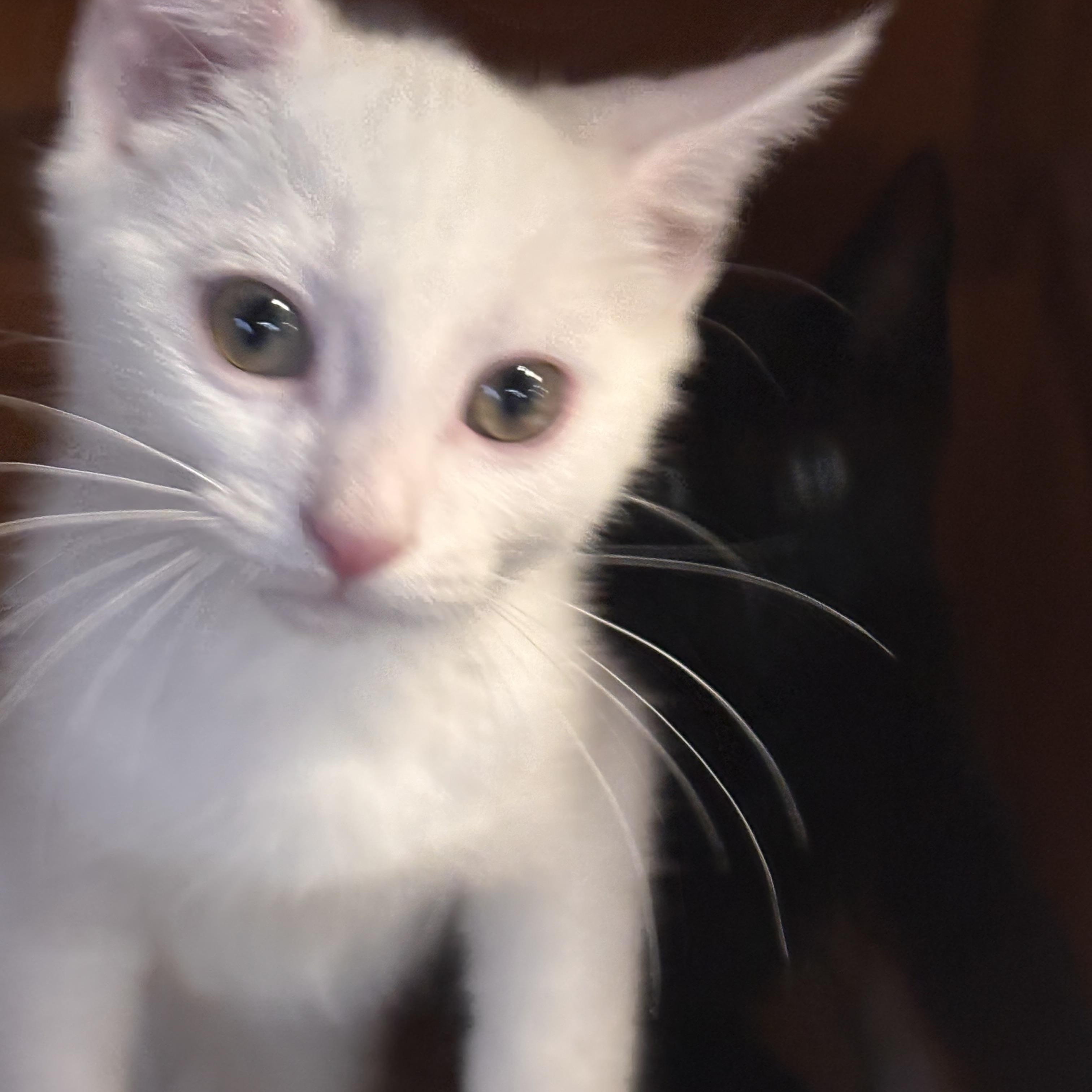 Stoli, a ADOPTABLE Domestic Short Hair in Shelby Township, MI image 2/2